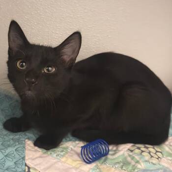 Thumpy -  Domestic Short Hair Cat for Adoption in Ojai, California - Thumpy | PetCurious