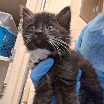 DEVO - In Foster! -  Domestic Short Hair Cat for Adoption in Flagstaff, Arizona - DEVO - In Foster! | PetCurious