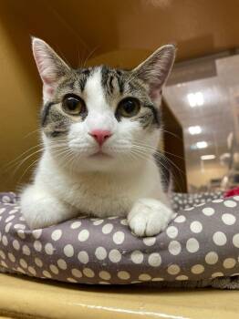 Domestic Short Hair Cats Available for Adoption in Pickering, Ontario - Car | PetCurious