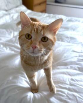 Domestic Short Hair Cats Available for Adoption - DaSean | PetCurious