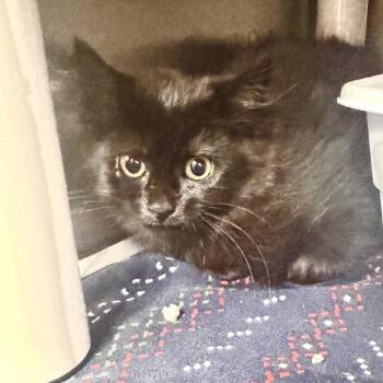 Pancake -  Domestic Long Hair Cat for Adoption in Marion, Virginia - Pancake | PetCurious