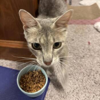 BELLE -  Domestic Short Hair Cat for Adoption in Kyle, Texas - BELLE | PetCurious