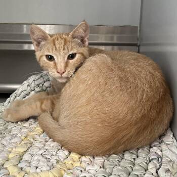 61606494 -  Domestic Short Hair Cat for Adoption in Elko, Nevada - 61606494 | PetCurious