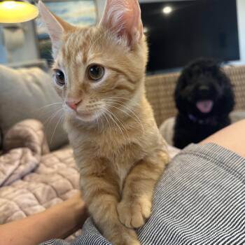 Sparky - (ab) -  Domestic Short Hair Cat for Adoption in Burlington, Washington - Sparky - (ab) | PetCurious