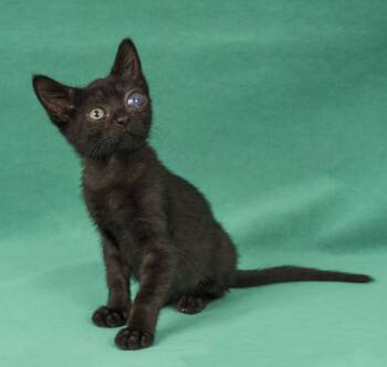 Pheobe -  Domestic Short Hair Cat for Adoption in Davis, California - Pheobe | PetCurious