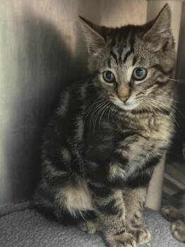 Domestic Short Hair Cats Available for Adoption in Detroit, Michigan - Lion | PetCurious