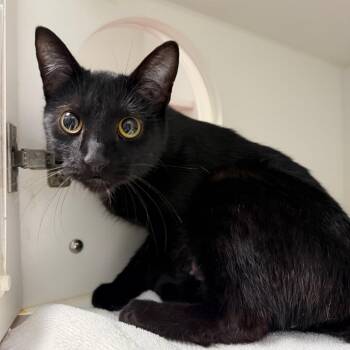 Domestic Short Hair Cats Available for Adoption - Marciline | PetCurious