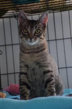 Tabby Cats Available for Adoption - Amigo | PetCurious