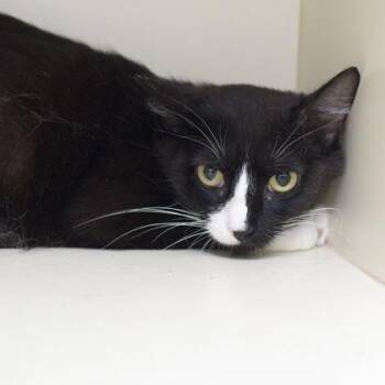 Stacy (bonded with Sasha) -  Domestic Short Hair Cat for Adoption in Verona, Wisconsin - Stacy (bonded With Sasha) | PetCurious