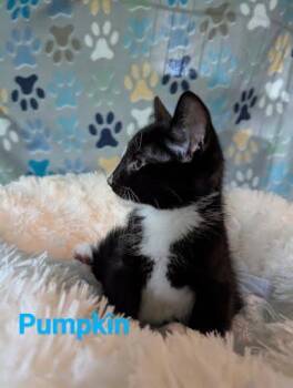 Rescue American Shorthair Cats for Adoption in Atglen, Pennsylvania - Pumpkin | PetCurious