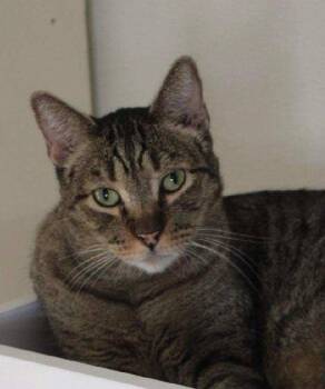 Domestic Short Hair Cats Available for Adoption in Tucson, Arizona - Kent | PetCurious