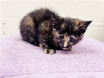 CHIPPY -  Domestic Short Hair Cat for Adoption in Brentwood, Missouri - CHIPPY | PetCurious