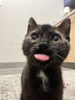 Papa Roach -  Domestic Short Hair Cat for Adoption in Wheaton, Illinois - Papa Roach | PetCurious