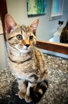Mac -  Domestic Short Hair Cat for Adoption in Wilmington, North Carolina - Mac | PetCurious