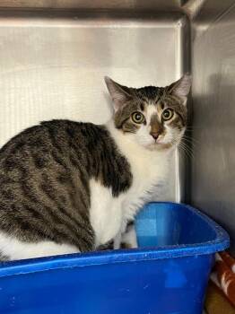 Domestic Short Hair Cats Available for Adoption - Trill | PetCurious