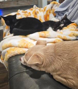 Zahli -  Domestic Short Hair Cat for Adoption in Albemarle, North Carolina - Zahli | PetCurious