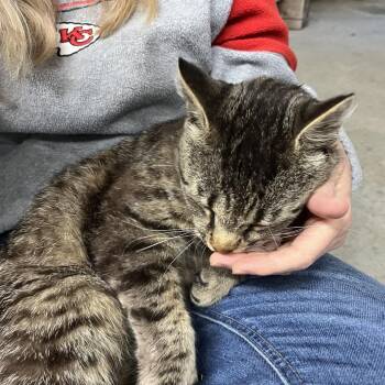 Bernie -  Domestic Medium Hair Cat Available for Adoption in Overland Park, Kansas - Bernie | PetCurious