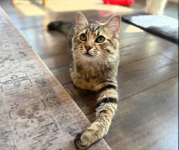 Wilfie & Winnie -  Tabby Cat for Adoption in Maryville, Tennessee - Wilfie & Winnie | PetCurious