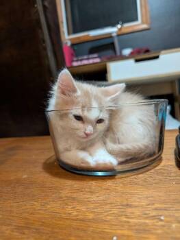 Jell-o Salad -  Domestic Short Hair Cat for Adoption in Fort Collins, Colorado - Jell-o Salad | PetCurious