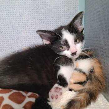 Cobalt CK11 -  Domestic Short Hair Cat for Adoption in Russellville, Kentucky - Cobalt CK11 | PetCurious