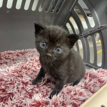 Rescue Domestic Short Hair Cats for Adoption in Chattanooga, Tennessee - Cocoa Puff | PetCurious