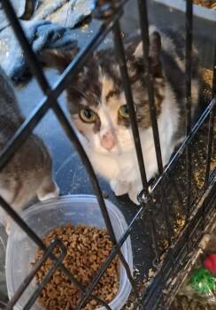 Domestic Short Hair Cats Available for Adoption - Anjeli | PetCurious