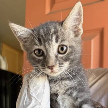 Domestic Short Hair Cats Available for Adoption in Huntington Beach, California - Chloe  | PetCurious