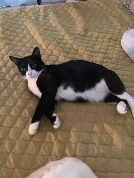 Jesse -  Domestic Short Hair Cat for Adoption in Nacogdoches, Texas - Jesse | PetCurious