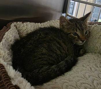 Mowgli -  Domestic Short Hair Cat for Adoption in Rockwall, Texas - Mowgli | PetCurious