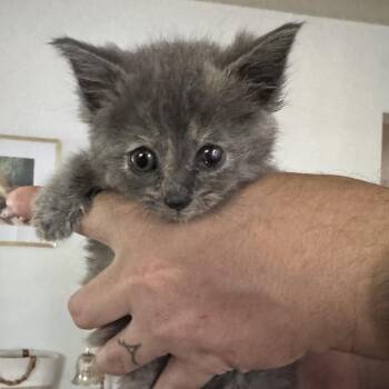 Pearl -  Domestic Short Hair Cat for Adoption in Johnstown, Pennsylvania - Pearl | PetCurious
