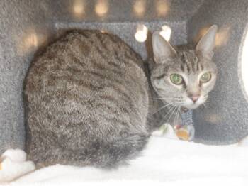 Rescue Domestic Short Hair Cats for Adoption in San Jose, California - A1395641 | PetCurious