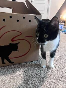 Matcha -  Domestic Short Hair Cat Available for Adoption in New Braunfels, Texas - Matcha | PetCurious