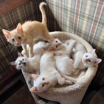 Hot Stuff litter of 5 -  Domestic Short Hair Cat for Adoption in Morrison, Colorado - Hot Stuff Litter Of 5 | PetCurious