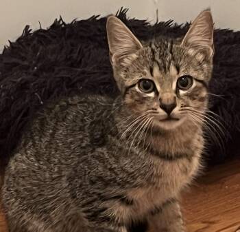 Rescue Domestic Short Hair Cats for Adoption in Greenville, South Carolina - Nougat BP | PetCurious