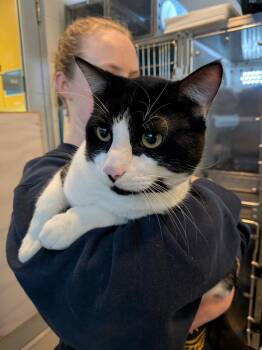 Domestic Short Hair Cats Available for Adoption - Gunta | PetCurious