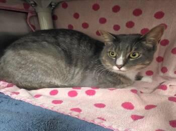 GREYSON -  Domestic Short Hair Cat for Adoption in Derwood, Maryland - GREYSON | PetCurious