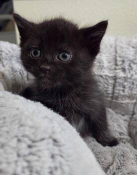 Domestic Medium Hair Cats Available for Adoption in Calimesa, California - Ash | PetCurious
