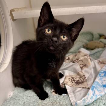 Poliwag (Bonded with Dilly Dally) -  Domestic Short Hair Cat for Adoption in Reisterstown, Maryland - Poliwag (Bonded With Dilly Dally) | PetCurious