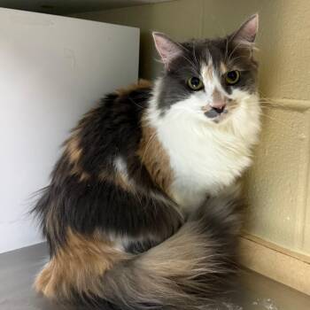 Missy -  Domestic Short Hair Cat for Adoption in Cheyenne, Wyoming - Missy | PetCurious