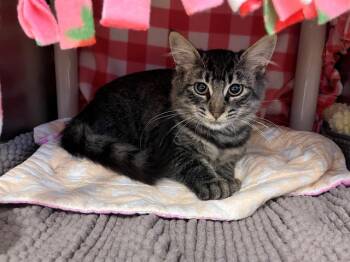 Rescue Domestic Short Hair Cats for Adoption in Palo Alto, California - HARLEY | PetCurious
