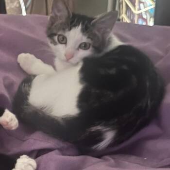 Raggedy Andy -  Domestic Short Hair Cat for Adoption in La Grange, Kentucky - Raggedy Andy | PetCurious