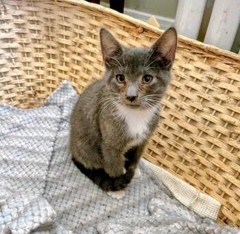 American Shorthair Cats Available for Adoption in Hagaman, New York - Tyler | PetCurious
