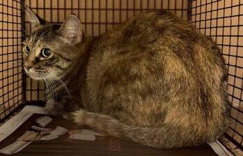 Miss Lady -  Domestic Short Hair Cat for Adoption in Austin, Texas - Miss Lady | PetCurious