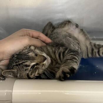 Domestic Short Hair Cats Available for Adoption in York, Pennsylvania - Easter | PetCurious