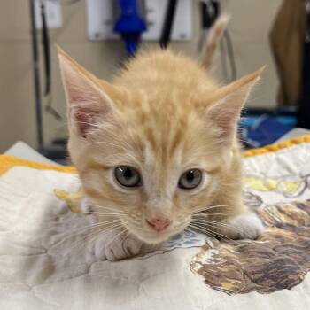 Cole -  Domestic Short Hair Cat for Adoption in Pauls Valley, Oklahoma - Cole | PetCurious