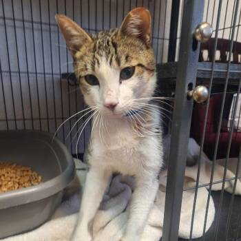 Loden -  Domestic Short Hair Cat for Adoption in Lakeland, Florida - Loden | PetCurious
