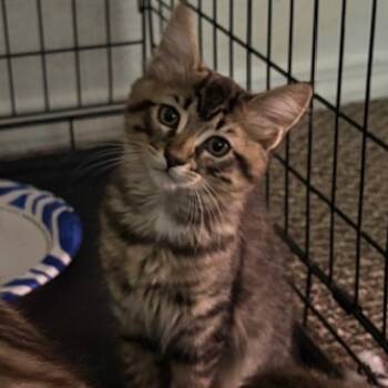 Rescue Domestic Medium Hair Cats for Adoption in San Pablo, California - MaryAnne | PetCurious