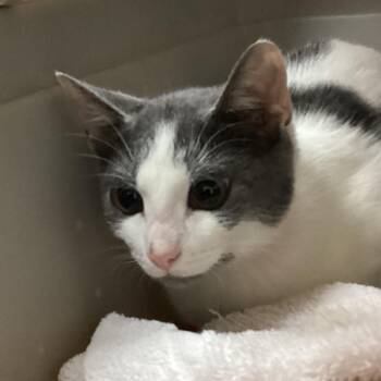 Tina -  Domestic Short Hair Cat for Adoption in Lakeland, Florida - Tina | PetCurious