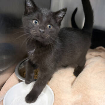 Rescue Domestic Short Hair Cats for Adoption in Voorhees Township, New Jersey - Stop Sign | PetCurious