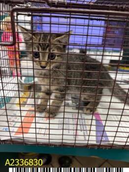 CURTIS -  Domestic Short Hair Cat for Adoption in West Palm Beach, Florida - CURTIS | PetCurious